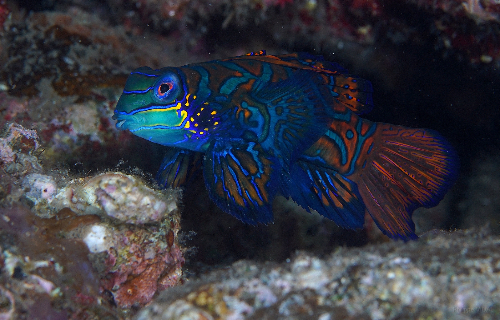 Banda Sea 2018 - DSC06037_rc - Mandarinfish - Poisson mandarin - Synchiropus splendidus.jpg